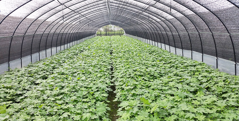 尊龙凯时人生就是搏·(中国区)官方网站